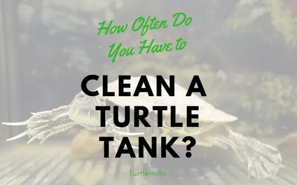 How Often Do You Have to Clean a Turtle Tank