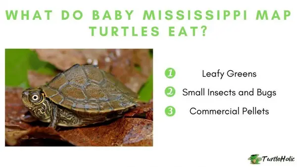 What Do Baby Mississippi Map Turtles Eat