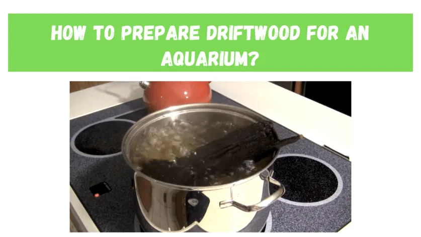 how to prepare driftwood for aquarium