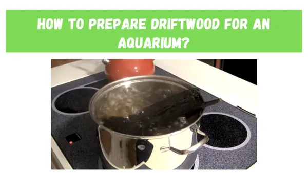 how to prepare driftwood for aquarium