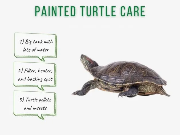 painted turtle care