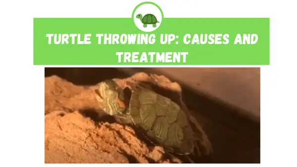 Turtle Throwing Up