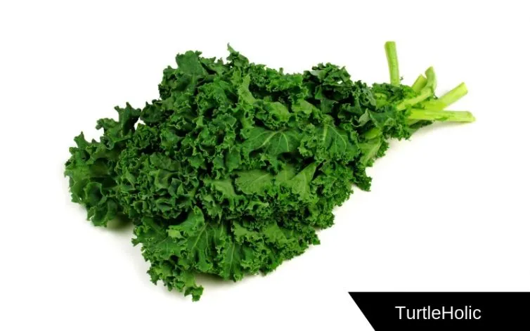 Kale Great Source of Calcium for Turtles