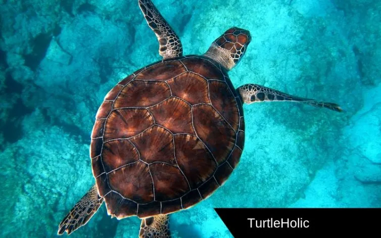 Sea Turtle Content 2