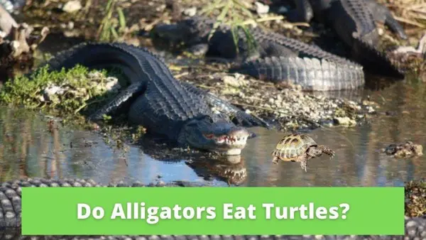 do alligators eat turtles