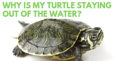 Why is My Turtle Staying Out of the Water link picture