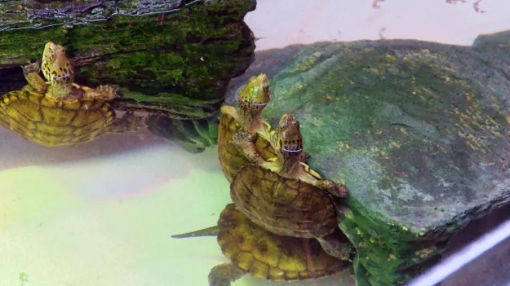 turtle can't get on basking platform