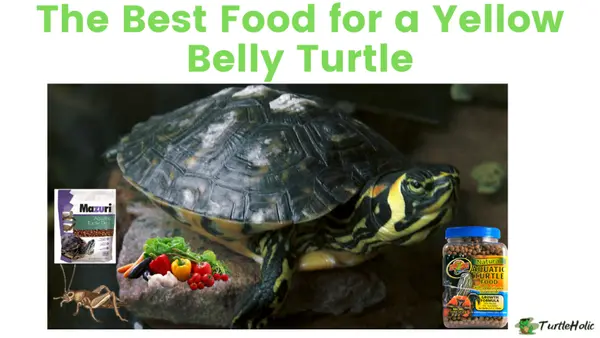 Best Food for a Yellow Belly Turtle