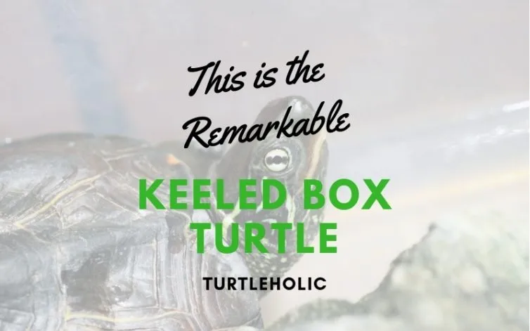 This is the Remarkable Keeled Box Turtle main picture