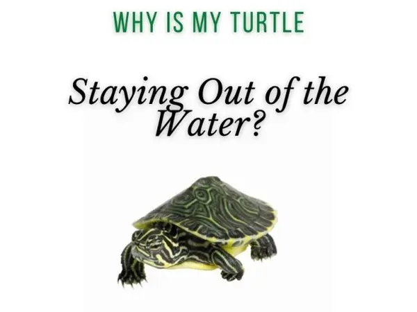 Why is My Turtle Staying Out of the Water?