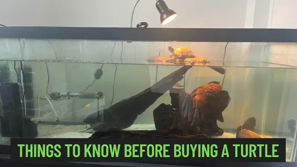 things to know before buying a turtle