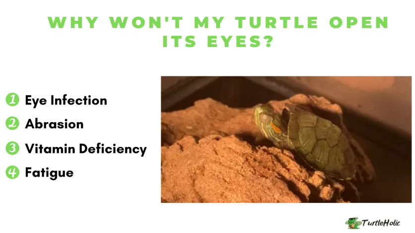 Why Won't My Turtle Open Its Eyes