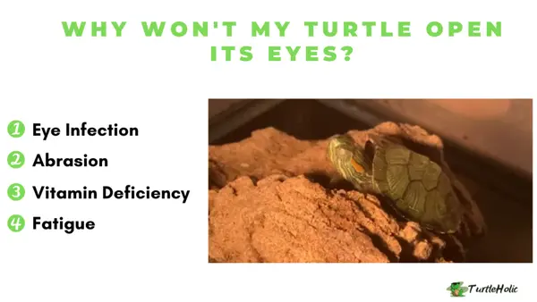 Why Won't My Turtle Open Its Eyes