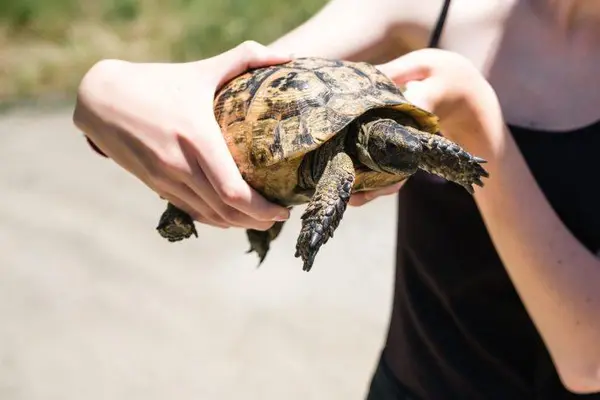 where can i find turtles featured