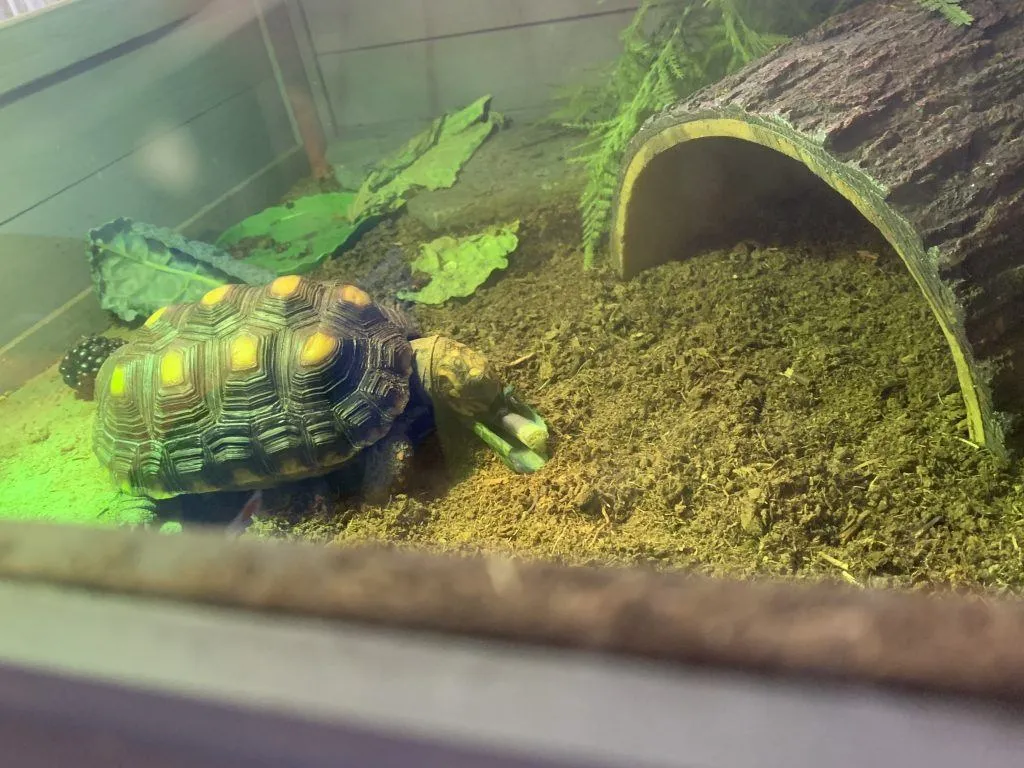 indoor tortoise house