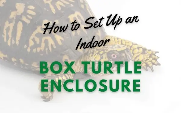 How to Set up an Indoor Box Turtle Enclosure