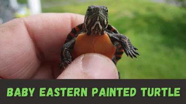 how to care for a Baby Eastern Painted Turtle