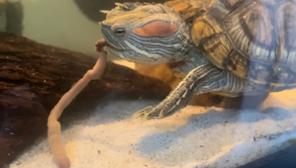 can turtles eat nightcrawlers