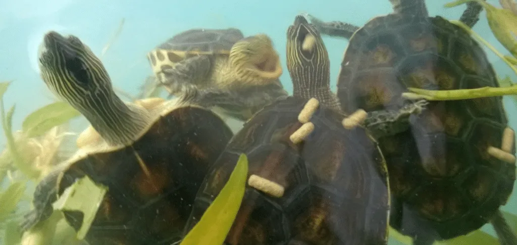turtle eating pellets