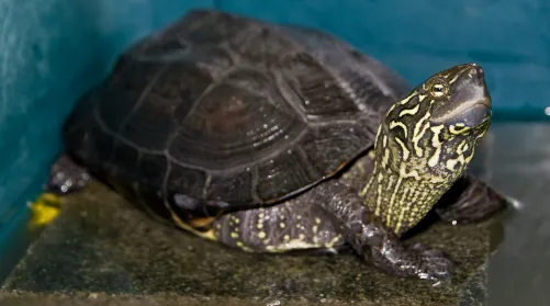 reeves turtle