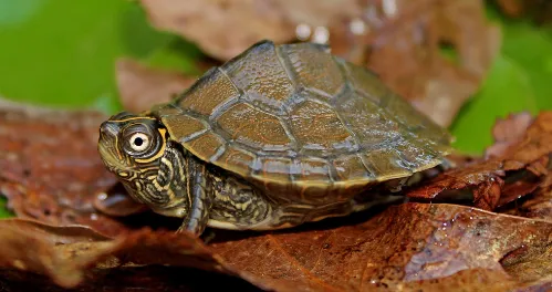 Mississippi map turtle
