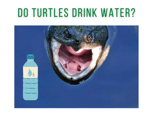 Do Turtles Drink Water