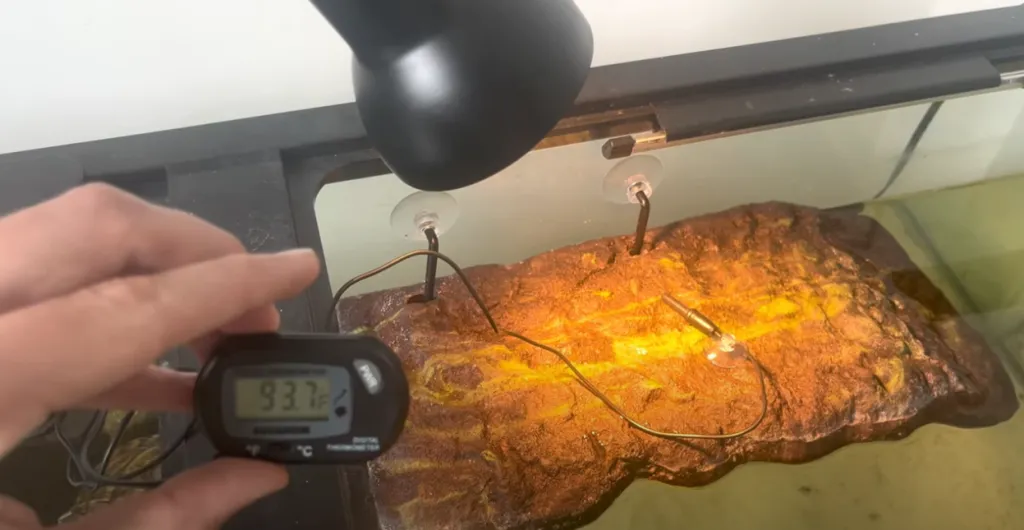 measuring temperature of turtle tank