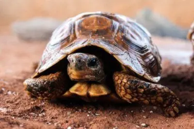 Baby box turtle xl