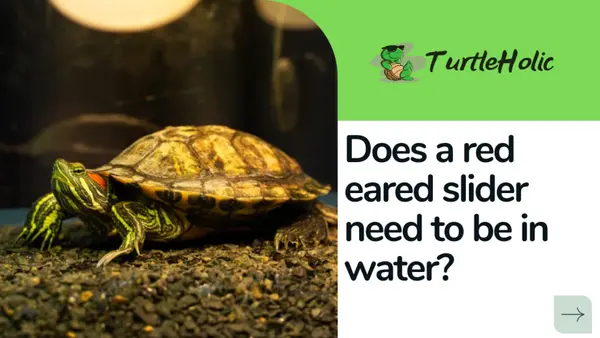 Does a red eared slider need to be in water?