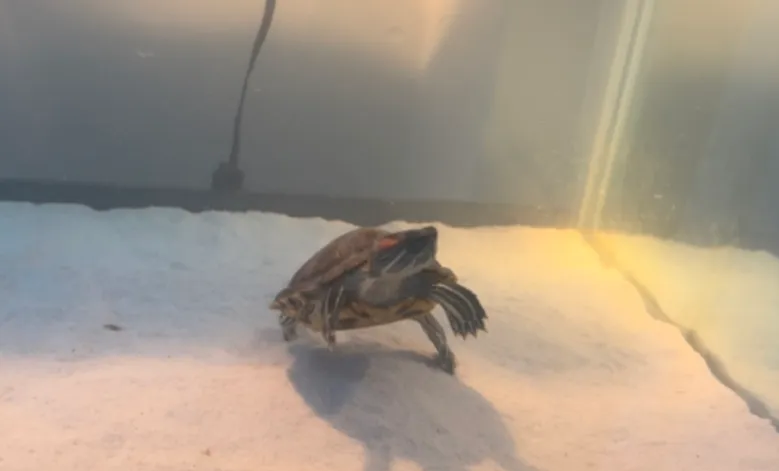 lethargic turtle