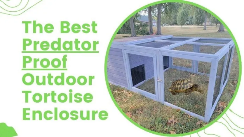 Predator Proof Outdoor Tortoise Enclosure