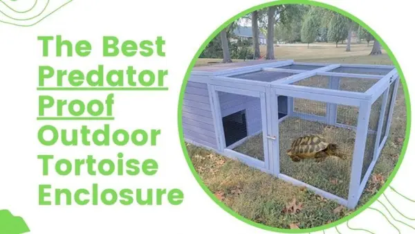 Predator Proof Outdoor Tortoise Enclosure