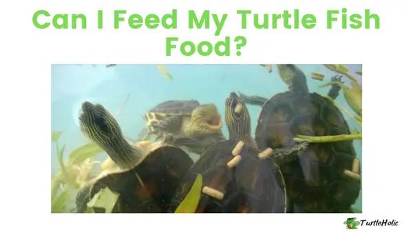 can turtle eat fish food