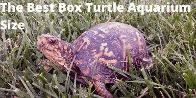 The Best Box Turtle Aquarium Size Link Photo