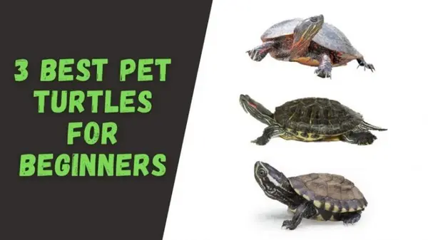 Best Pet Turtles for Beginners