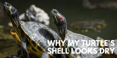 Why My Turtles Shell Looks Dry link picture
