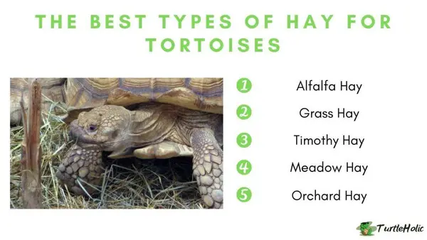 tortoise hay