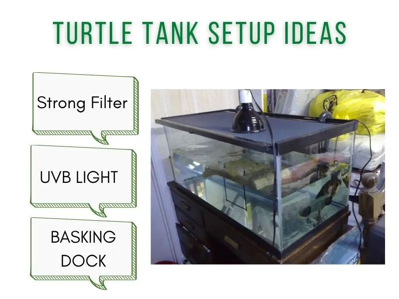 turtle tank setup ideas