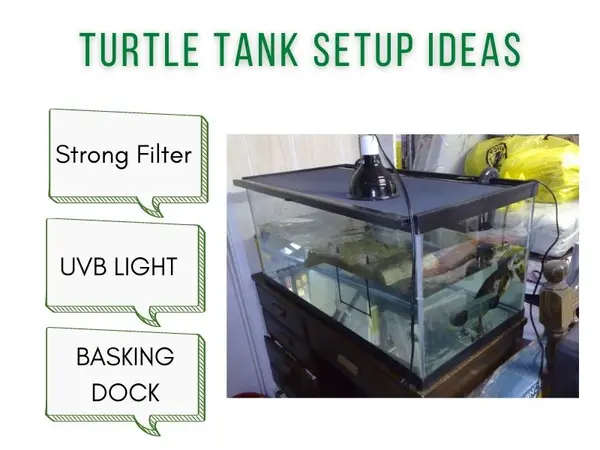 turtle tank setup ideas