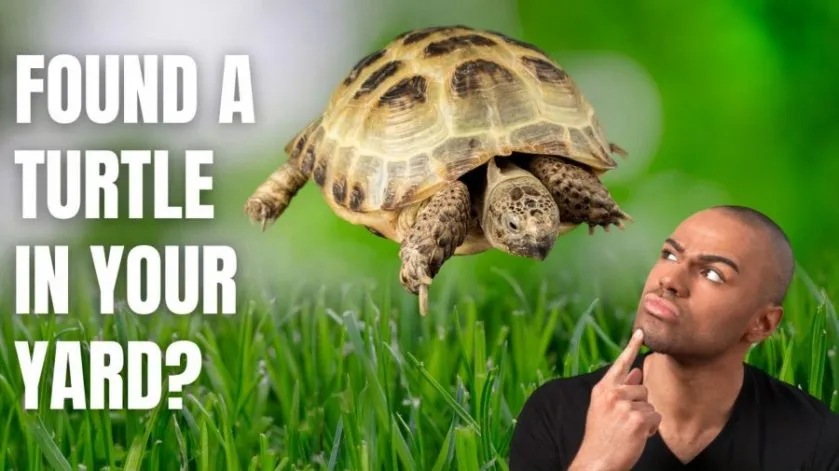 What to do if You Find a Turtle in Your Yard
