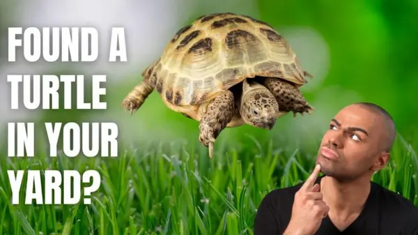 What to do if You Find a Turtle in Your Yard