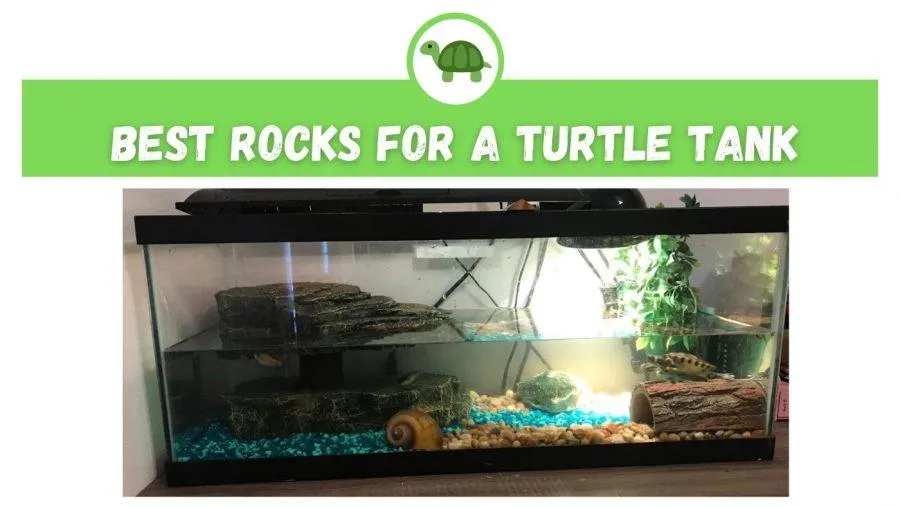 rocks for turtle tank