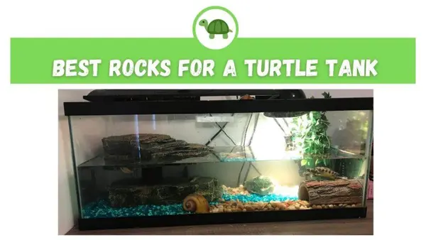rocks for turtle tank
