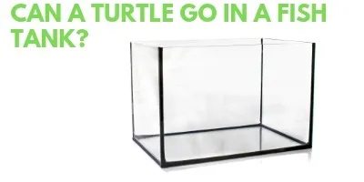 Can a Turtle Go in a Fish Tank link picture