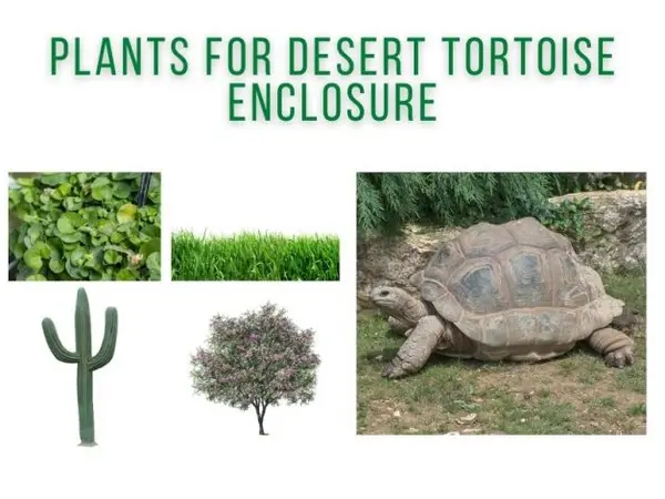 Plants for Desert Tortoise Enclosure