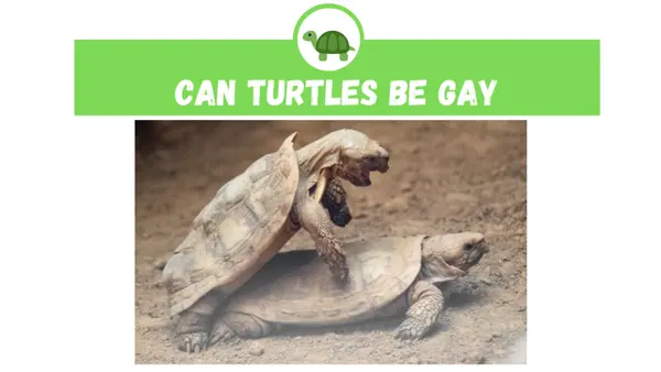 Can Turtles be Gay