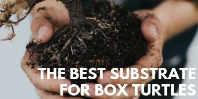 The Best Substrate For Box Turtles link picture