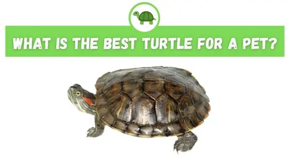What is the Best Turtle for a Pet?