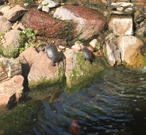 red eared sliders basking in wild habitat