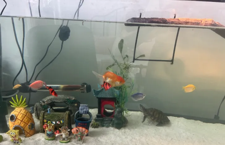 decorations for red eared slider